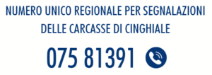 Banner segnalazione carcasse di cinghiale al numero telefonico 075 81391